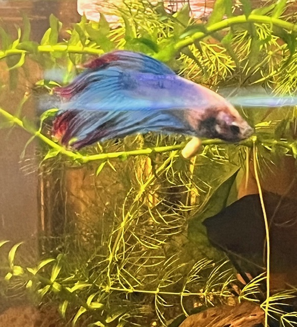 Blue Beta in planted Tank
