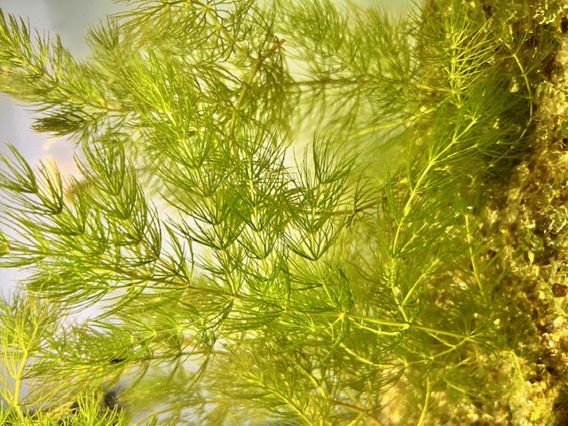 Hornwort