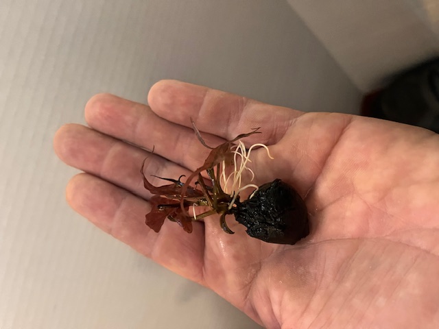 Live aquatic plant shipping example