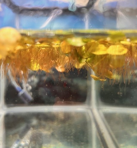 Red Root Floater roots