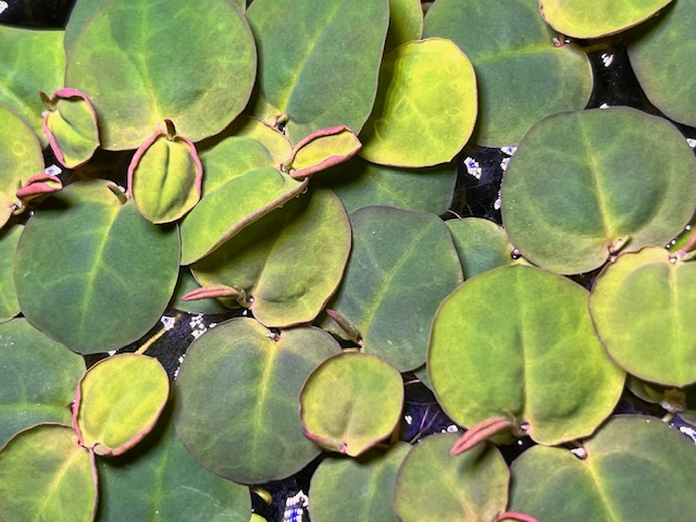 Red Root Floaters leaves