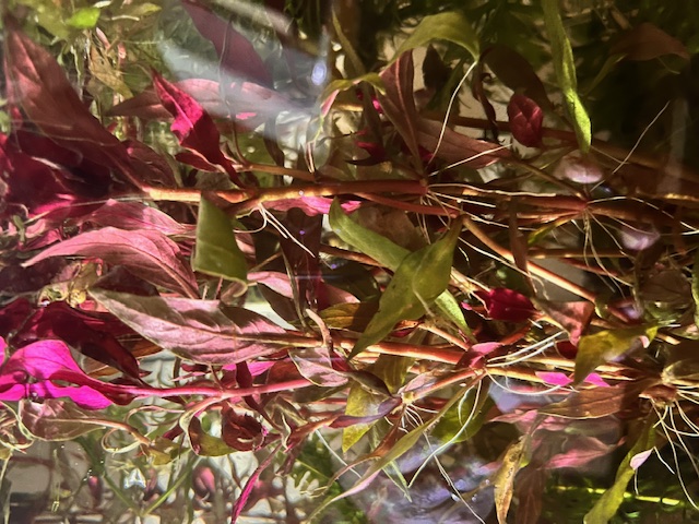 Scarlet Temple Variegated (Alternanthera reineckii ‘Variegated’)