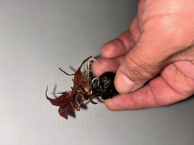 Red Tiger Lotus bulb