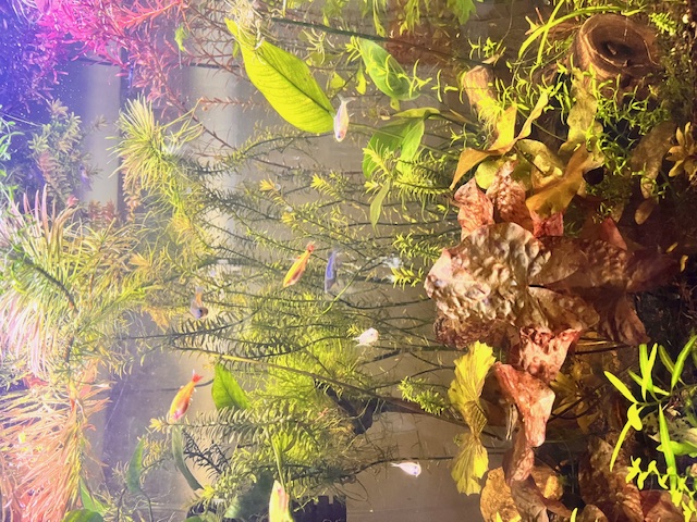 Heavily Planted Tank