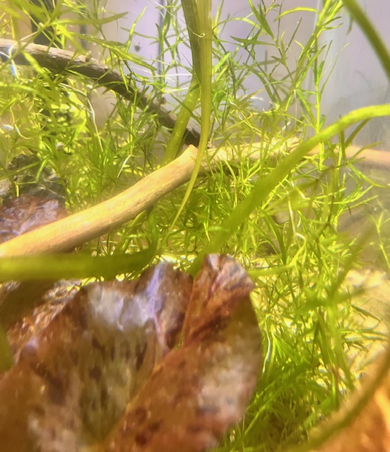 Guppy Grass in tank