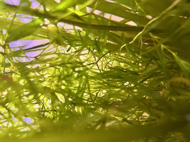 Guppy Grass in tank with Jungle Val