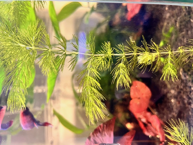 Hornwort in tank