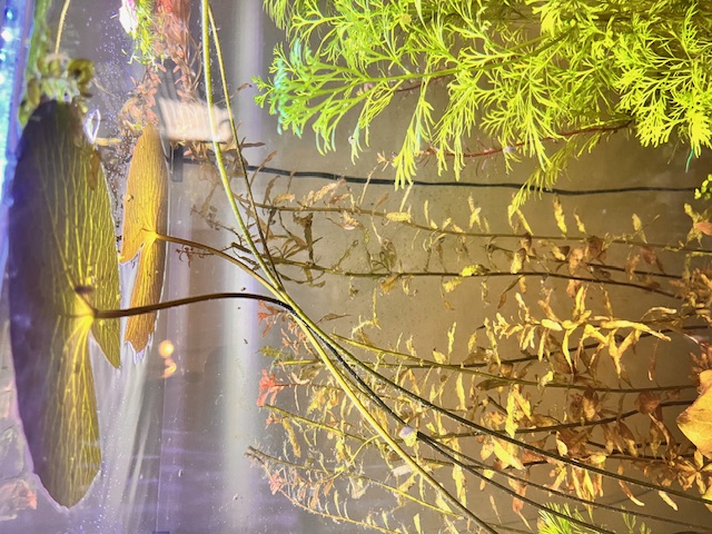 Lily Pads from inside the tank
