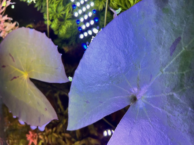 Red Tiger Lotus Lily Pads from above aquarium