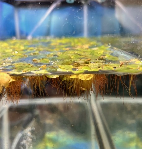 Red Root Floaters red roots showing