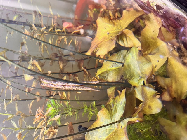 Planted Lotus in tank