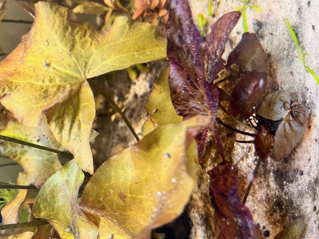 Aquarium with Ruby Tiger Lotus