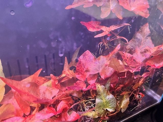 Aquarium with Ruby Tiger Lotus